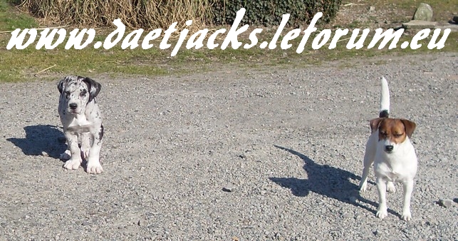 Les Dogues Allemands et Jacks Russells Forum Index