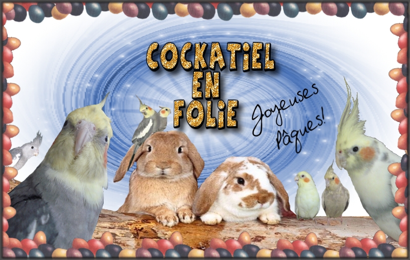 Cockatiel en Folie Forum Index