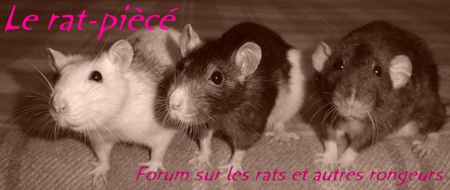 Le rat-piècé Forum Index