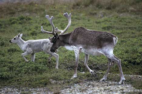 Caribou_for_ever Forum Index