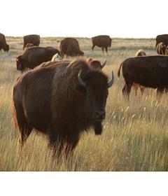 Bisons en Parade Index du Forum