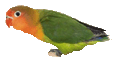 oiseau curieux