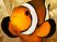 http://img2.xooimage.com/files/9/f/0/nemo-242513.jpg