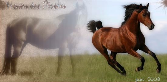 Haras des plaines Forum Index