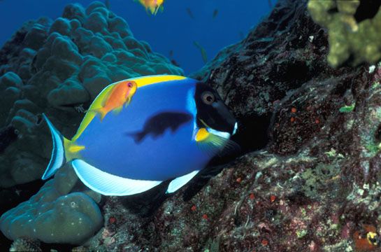 aqua62 Forum Index