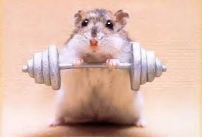 [Image: hamster_poids_regime-aef978.jpg]