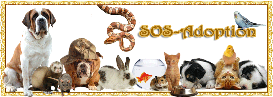 SOS-ADOPTION Forum Index