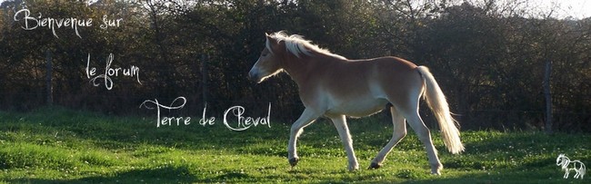 Terre de Cheval Forum Index
